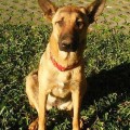 Dogs Need A Home