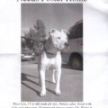 Lou Needs A Home