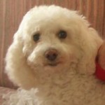 Fluffy