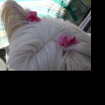 Claire Vinet